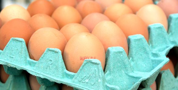 Harga Telur Terkoreksi di Bawah HPP