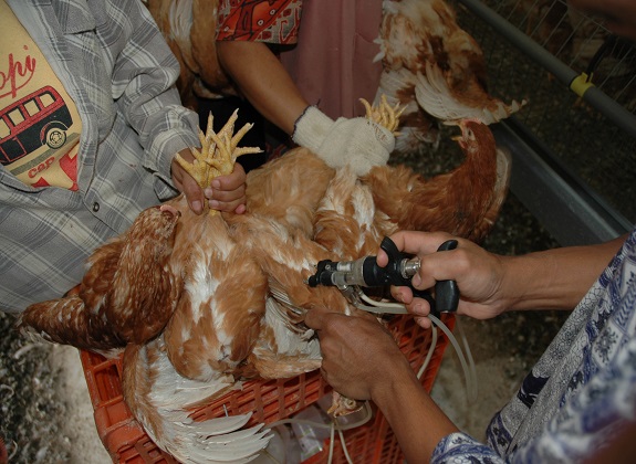 Seni Mengobati Penyakit Ayam